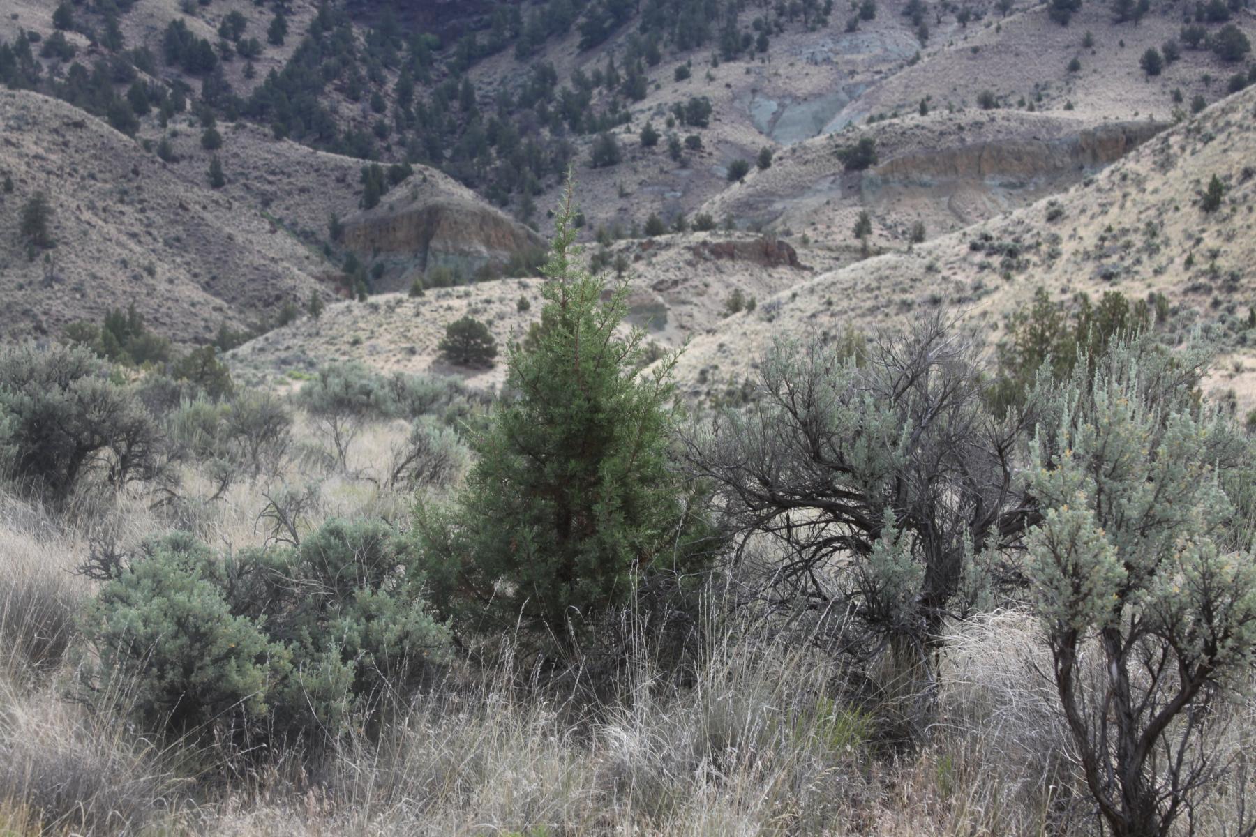 Photo of a dry hillslope and arroyo with scattered small tress and shrubs, brown grasses, and bare soil and rock.