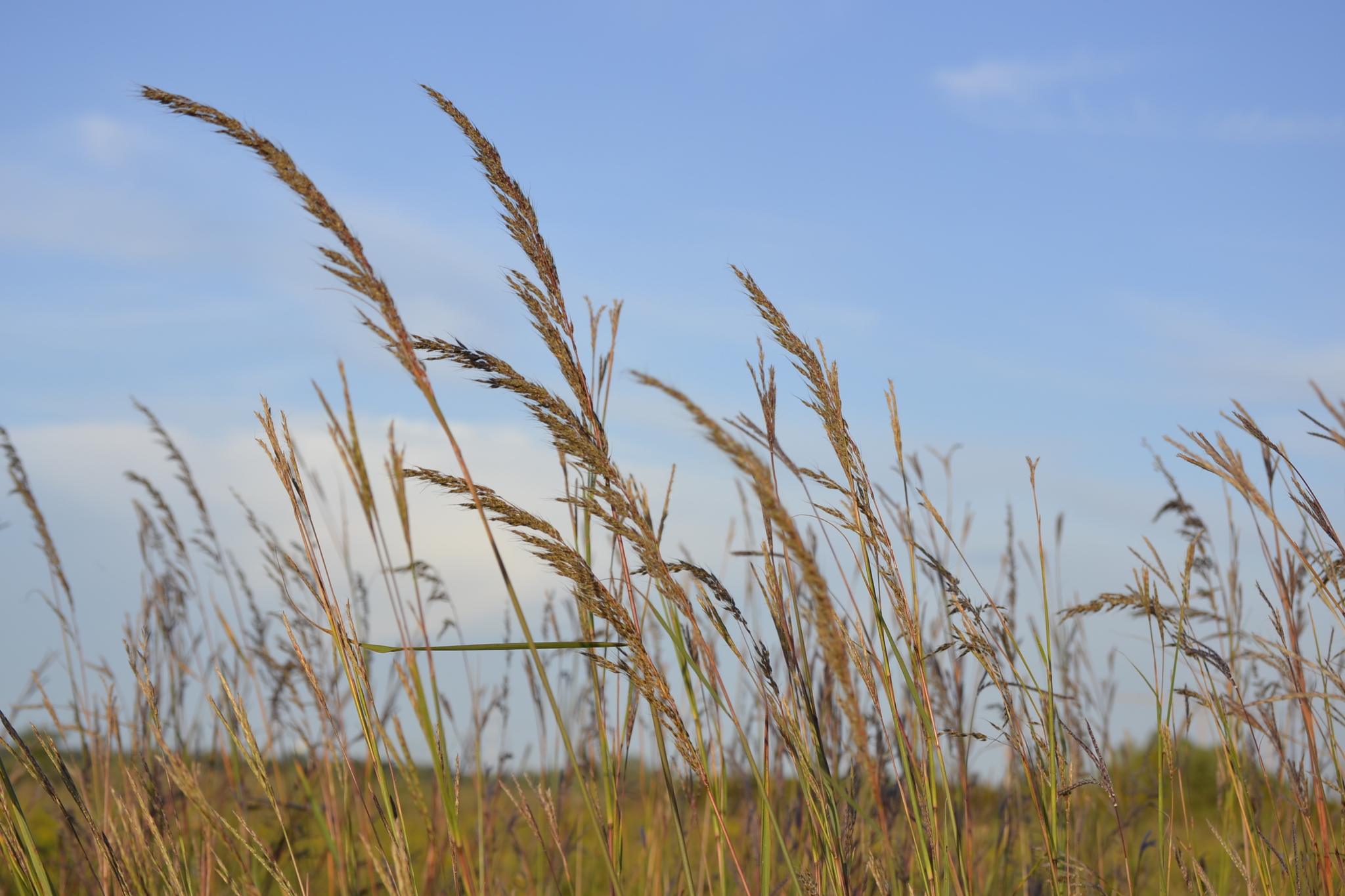 A photo of tall dry grasses waving in the wind in an open prairie.